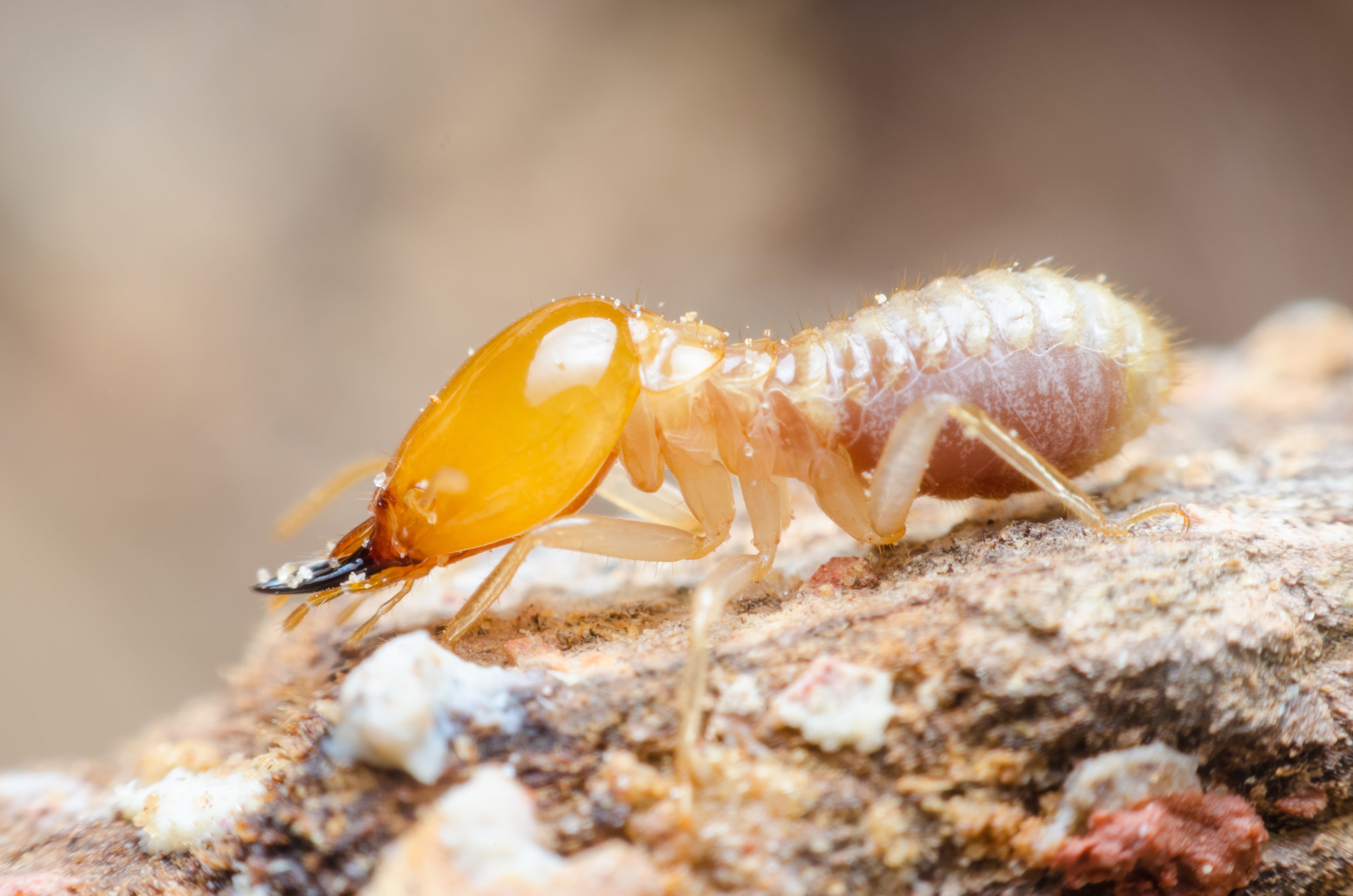 closeup of a termite